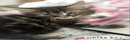 Ragcoon cats for sale: Beautiful Ragcoons  - Advert 3