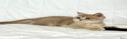 British Shorthair cats for sale: 🐾Purebred BSH Kittens🐾  in London - Advert 17