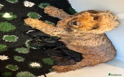 Cockapoo dogs for sale: Adorable F2 cockapoo’s  - Image 3