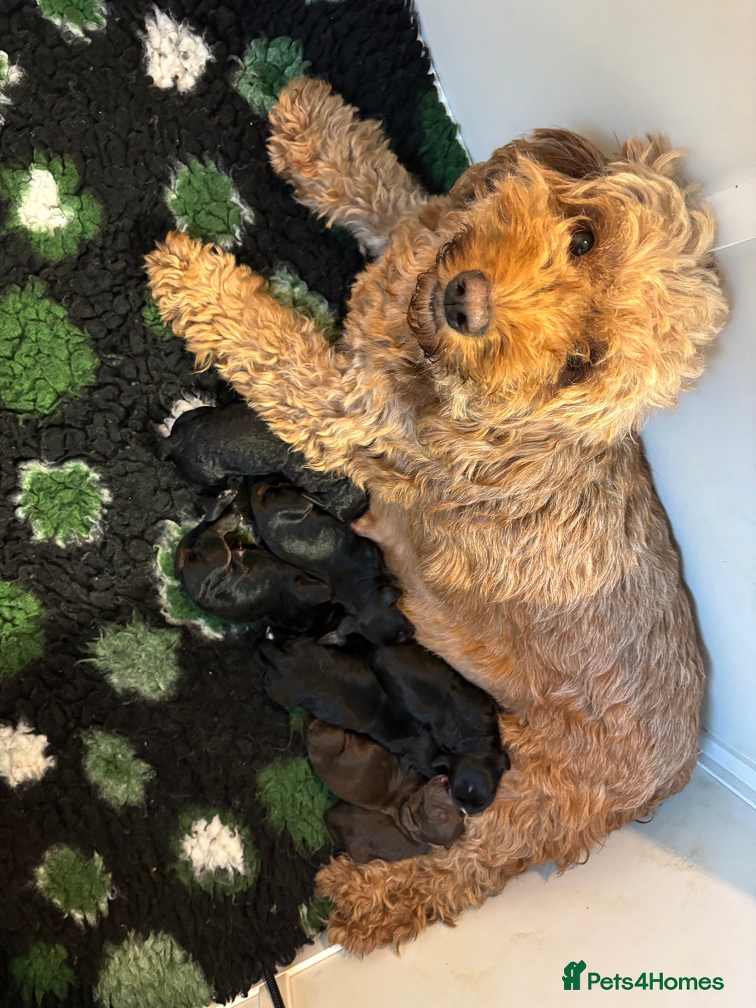 Cockapoo dogs for sale: Adorable F2 cockapoo’s  - Image 3