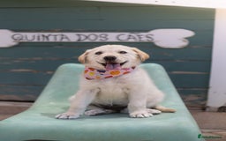Mixed Breed dogs for adoption: Cuddly Crumble - Image 15