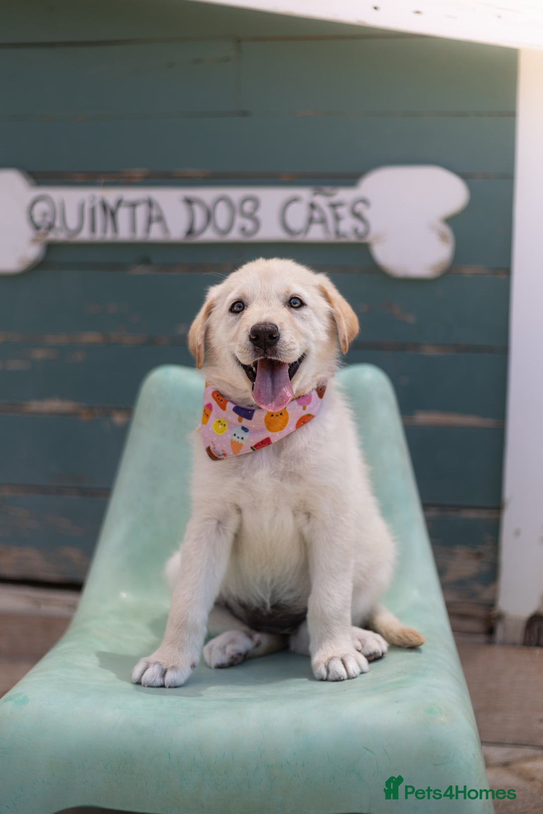 Mixed Breed dogs for adoption: Cuddly Crumble - Image 15