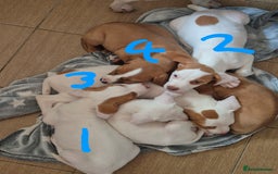 Mixed Breed dogs for sale: Mixed breed - Image 4