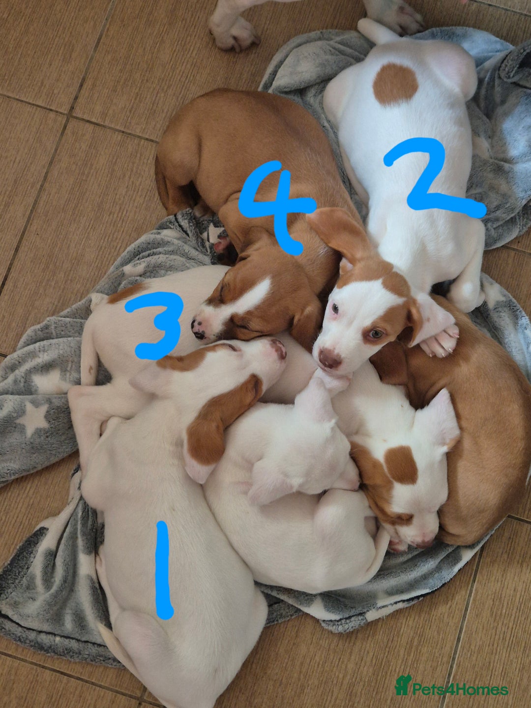 Mixed Breed dogs for sale: Mixed breed - Image 4