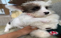 Shih Tzu dogs for sale: Shih tzu puppy’s  - Image 8