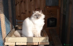 Ragdoll cats for sale: EX RAGDOLL BREEDING QUEENS - Image 4