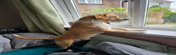 Mixed Breed dogs for adoption: Tommy deserves his forever in Havant - Advert 3