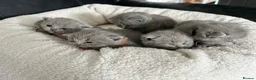 British Shorthair cats for sale: Gorgeous British shorthair kittens  - Advert 6