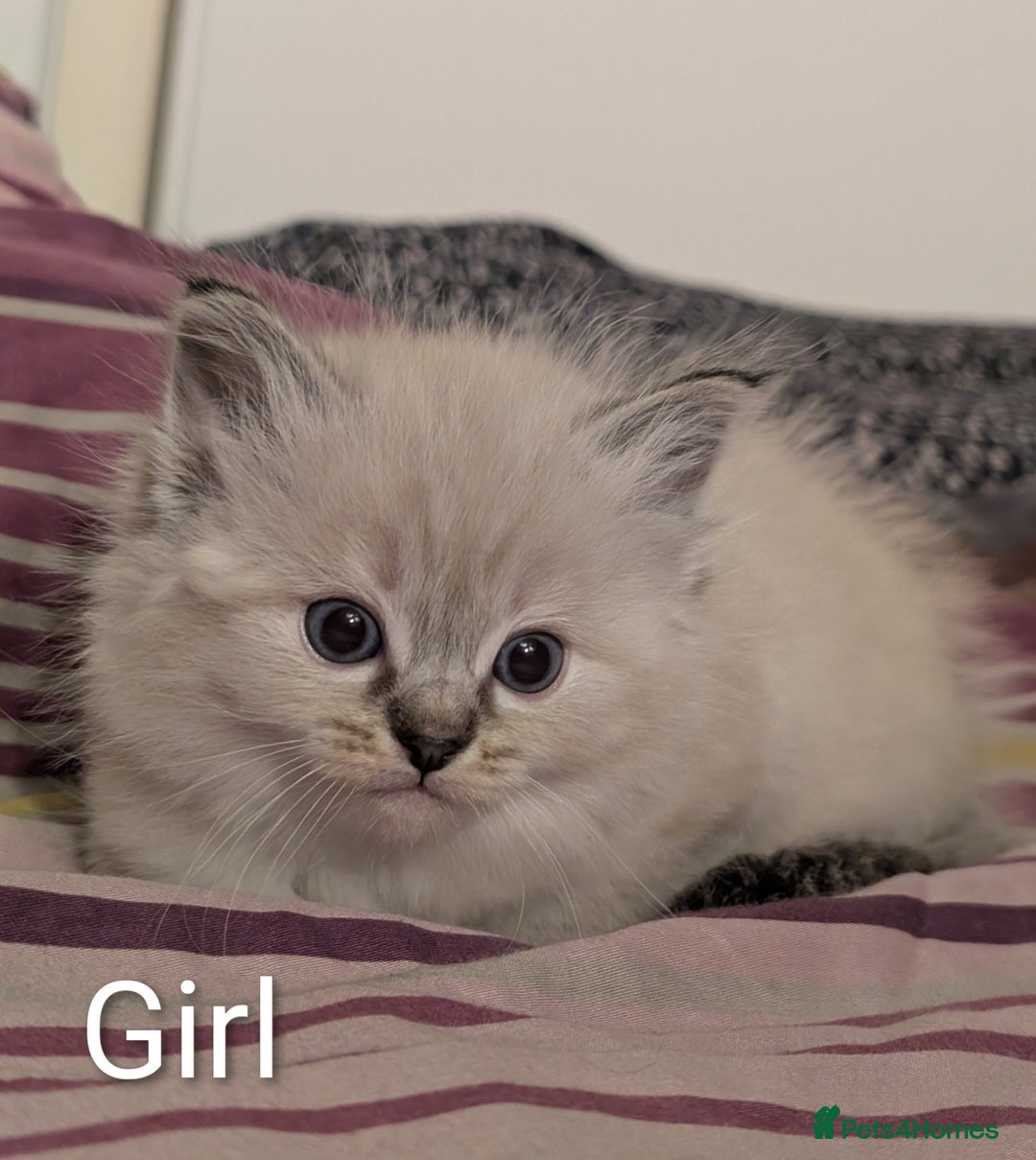 Ragdoll cats for stud: 100% proven Ragdoll STUD in Bradford - Advert 10