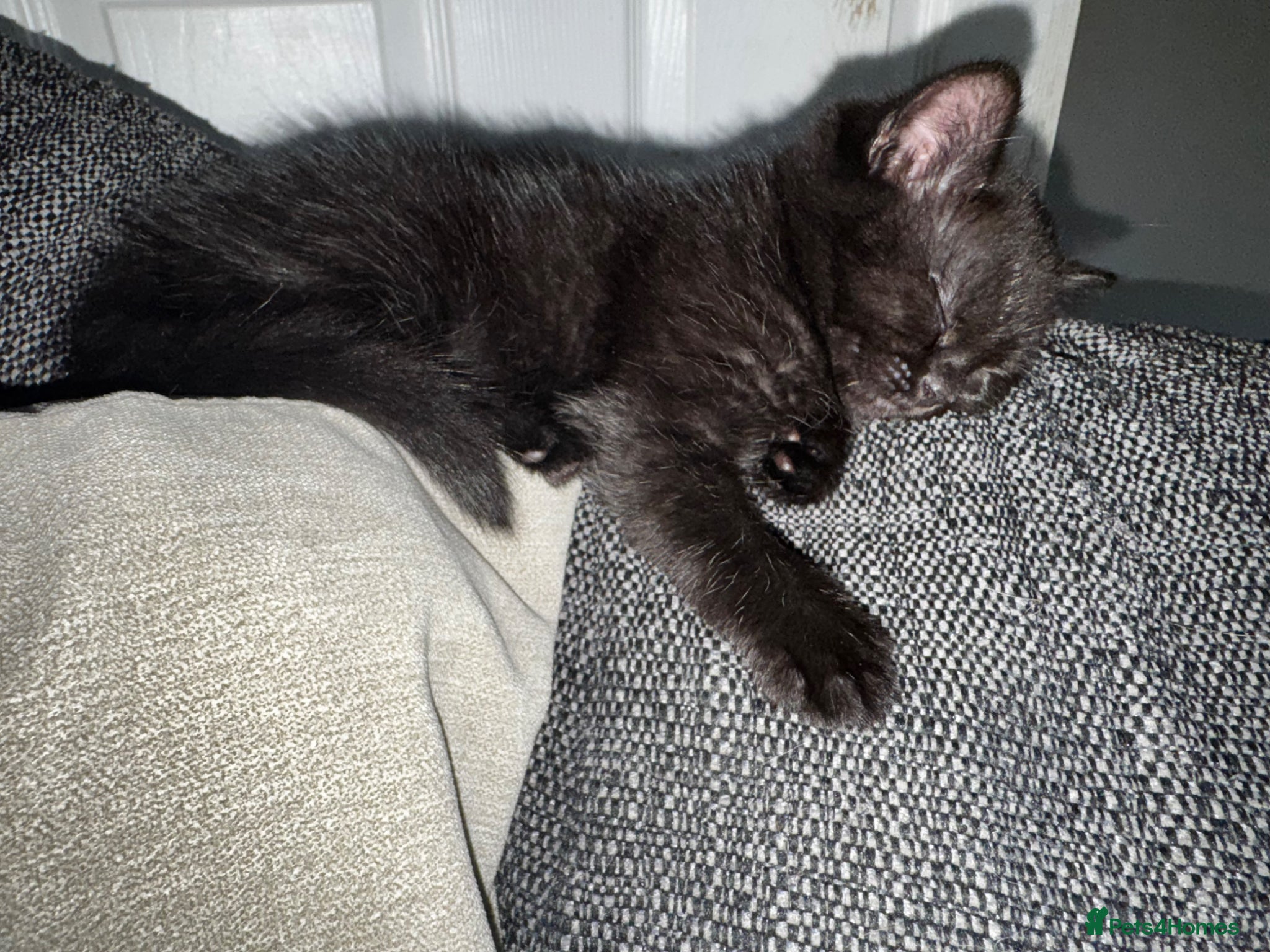 Mixed Breed cats for sale: 2 beautiful female kittens available  - Advert 6