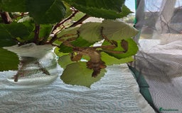 Stick Insects invertebrates for sale: Extatosoma tiaratum Spiny Leaf insect EGGS - Image 4