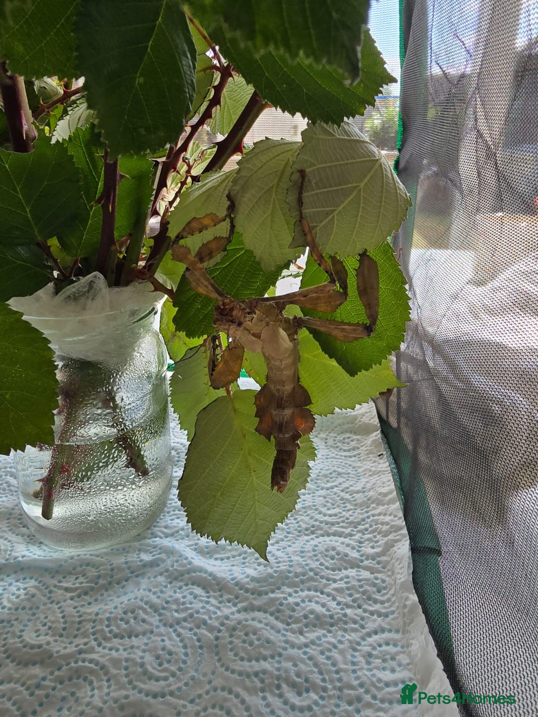 Stick Insects invertebrates for sale: Extatosoma tiaratum Spiny Leaf insect EGGS - Image 4