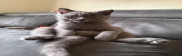 British Shorthair cats for sale: British Shorthair Kitten - Advert 4