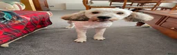 Cockapoo dogs for sale: Beautiful 10-Month-Old Male Cockapoo - Advert 6
