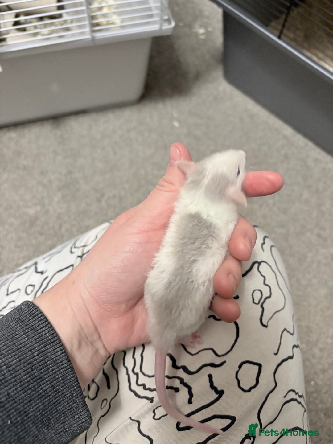 Rat rodents for sale: 9 male dumbo husky rats - Advert 7