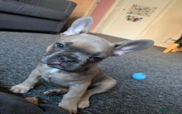 Pug dogs for stud: KC Reg Proven French Bulldog Lilac & Tan For Stud in Colchester - Image 21