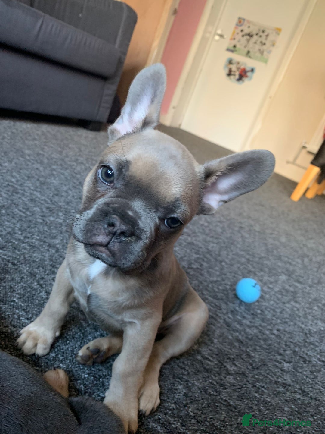 Pug dogs for stud: KC Reg Proven French Bulldog Lilac & Tan For Stud in Colchester - Image 21