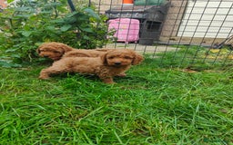 Cockapoo dogs for sale: Cockapoo - Image 12