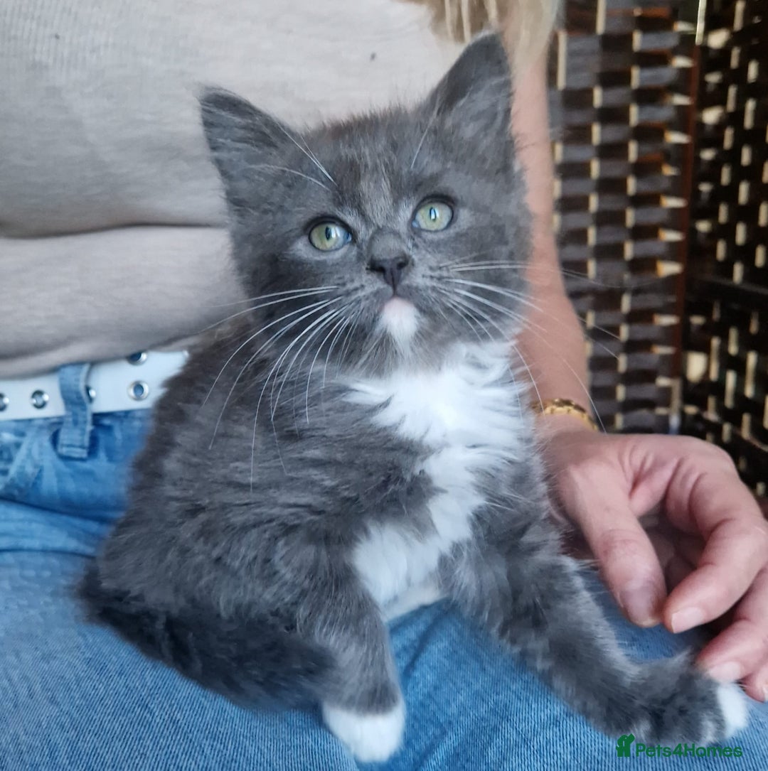 Ragdoll cats for sale: 6 CROSS RAGDOLL KITTENS WAITING FOR A LOVING HOME - Image 4