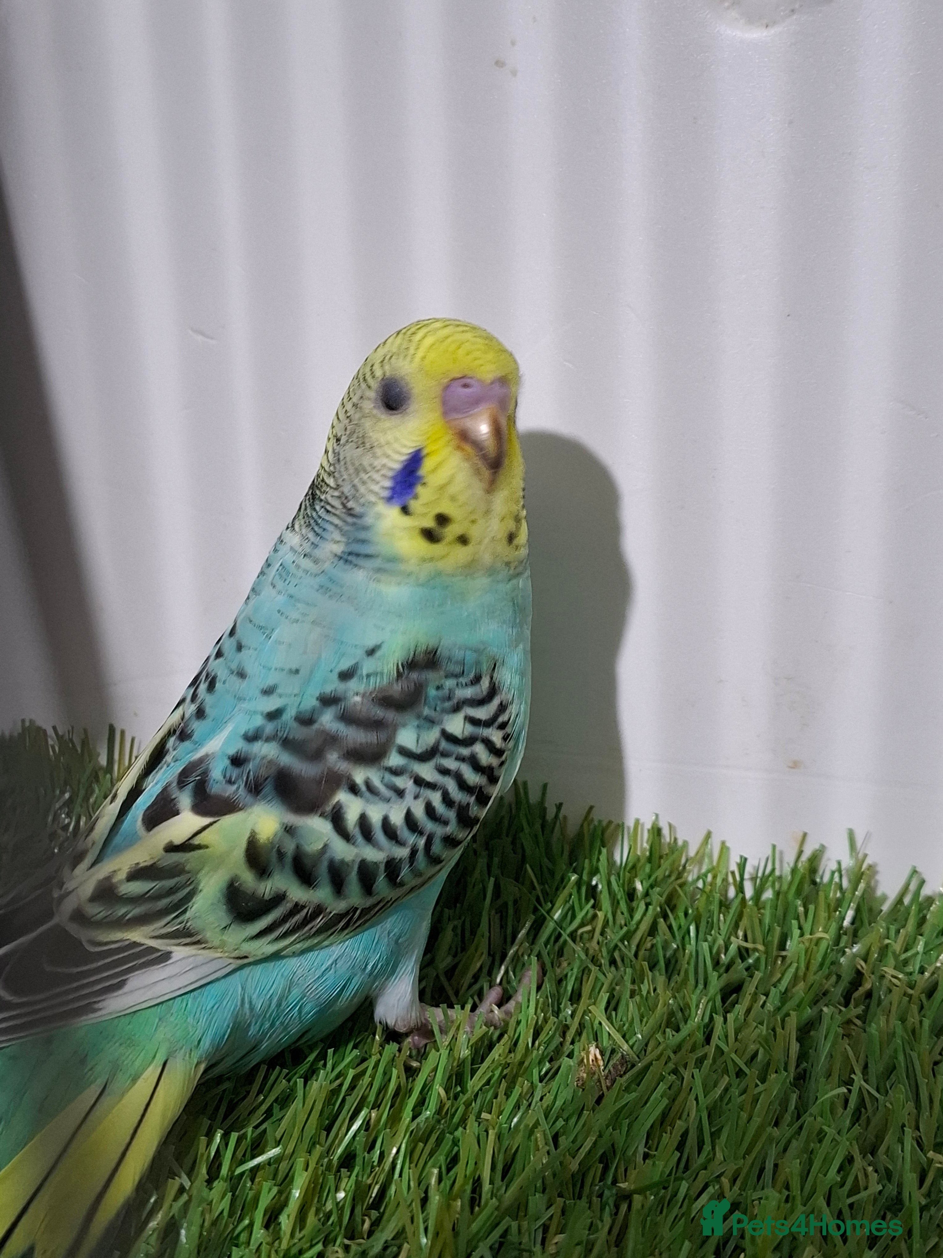 Budgerigars birds Budgies for sale  - Advert 1