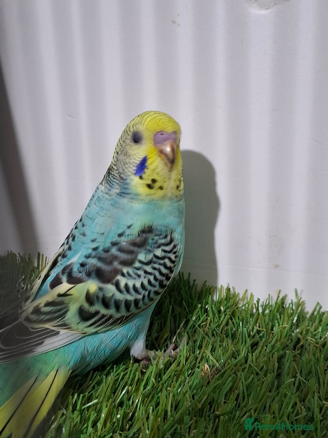 Budgerigars birds for sale: Budgies for sale  - Advert 1