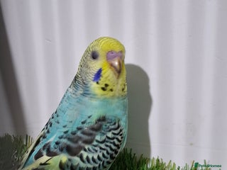 Budgerigars birds Budgies for sale - Advert 2