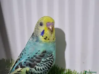 Budgerigars birds Budgies for sale - Advert 20