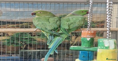 Parrots birds - Advert 1