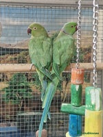 Parrots birds Available BIRDS/PARAKEETS/PARROTS - Advert 5