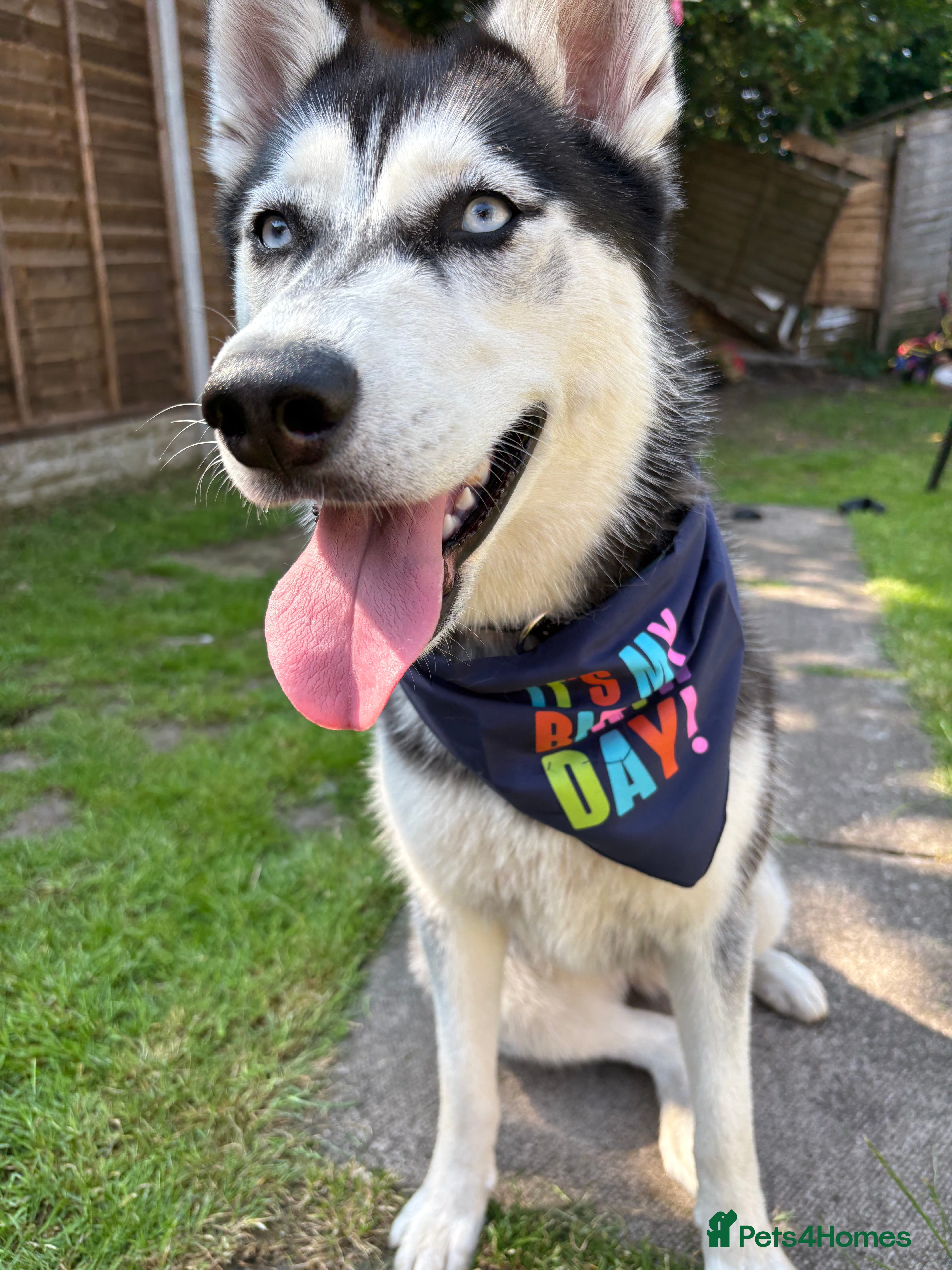 Siberian Husky dogs Rehoming our beautiful husky  - Advert 12
