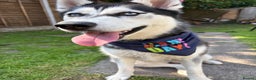 Siberian Husky dogs for sale: Rehoming our beautiful husky  - Advert 1