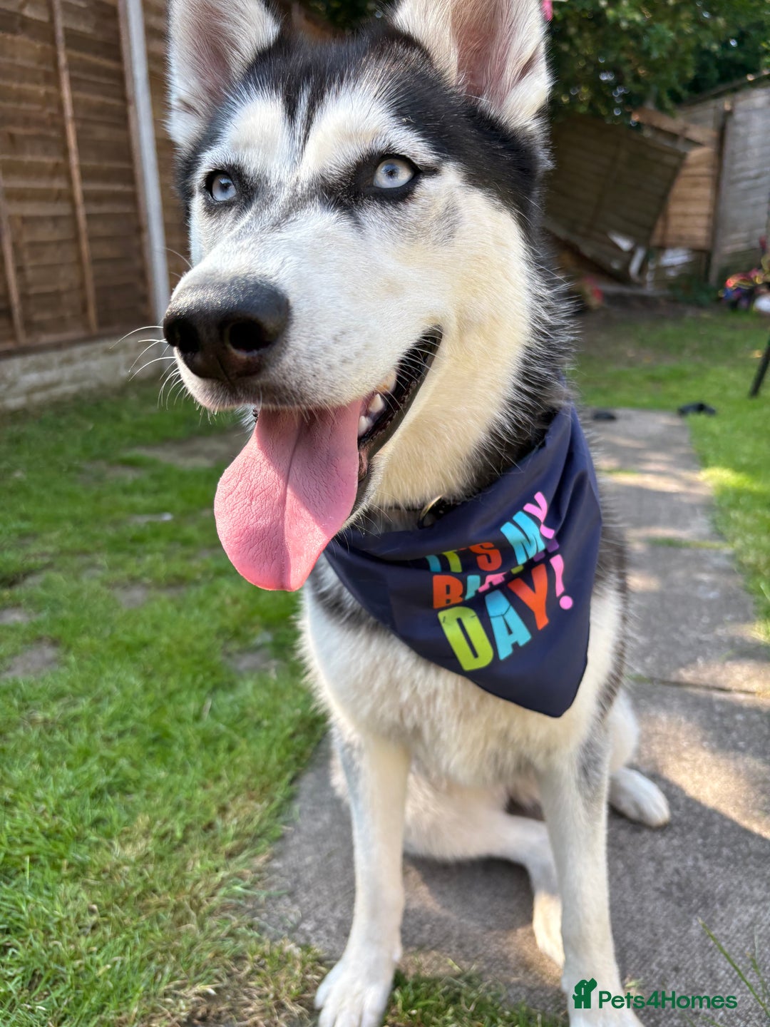 Siberian Husky dogs for sale: Rehoming our beautiful husky  - Advert 1