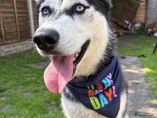 Siberian Husky dogs Rehoming our beautiful husky - Advert 1