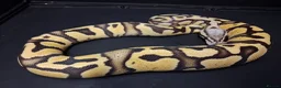 Python Snake reptiles for sale: Royal Python Morphs Males - Advert 6