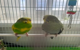 Budgerigars birds for sale: Friendly Budgies Looking for a New Home - Advert 8