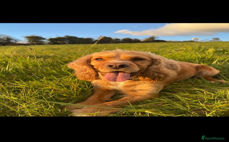 Cocker Spaniel dogs in Ballynahinch - Advert 14