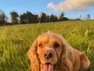 Cocker Spaniel dogs Golden Cocker Spaniel Available For Stud in Ballynahinch - Advert 20