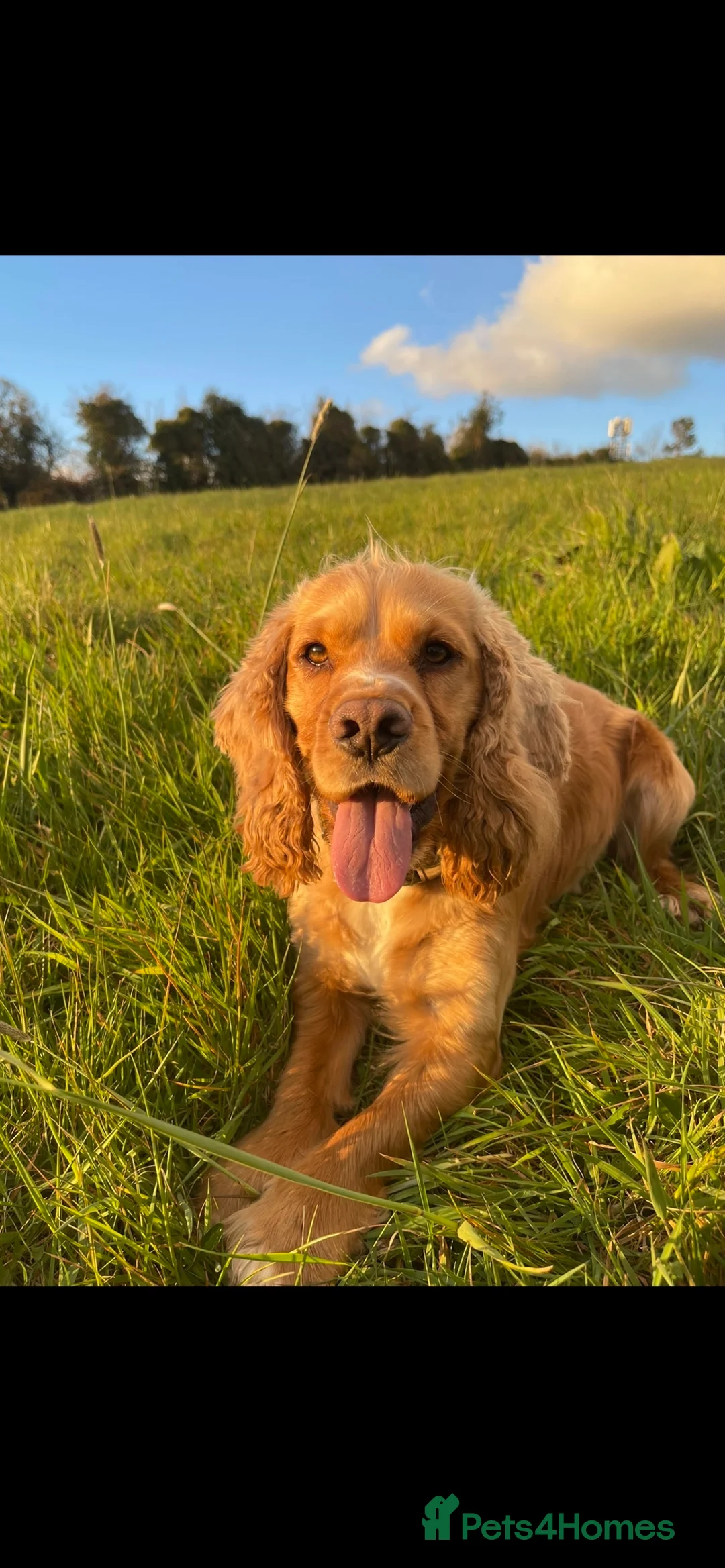 Cocker Spaniel dogs for stud: Golden Cocker Spaniel Available For Stud in Ballynahinch - Advert 1
