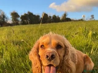 Cocker Spaniel dogs Golden Cocker Spaniel Available For Stud in Ballynahinch - Advert 9