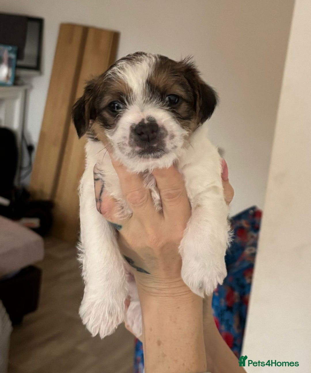 Mixed Breed dogs for sale: 3 jack Russel puppies for sale - Advert 5