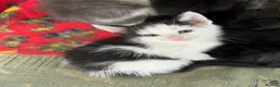 Mixed Breed cats for sale: Kittens for sale, farm bred, home reared in Chippenham - Advert 13