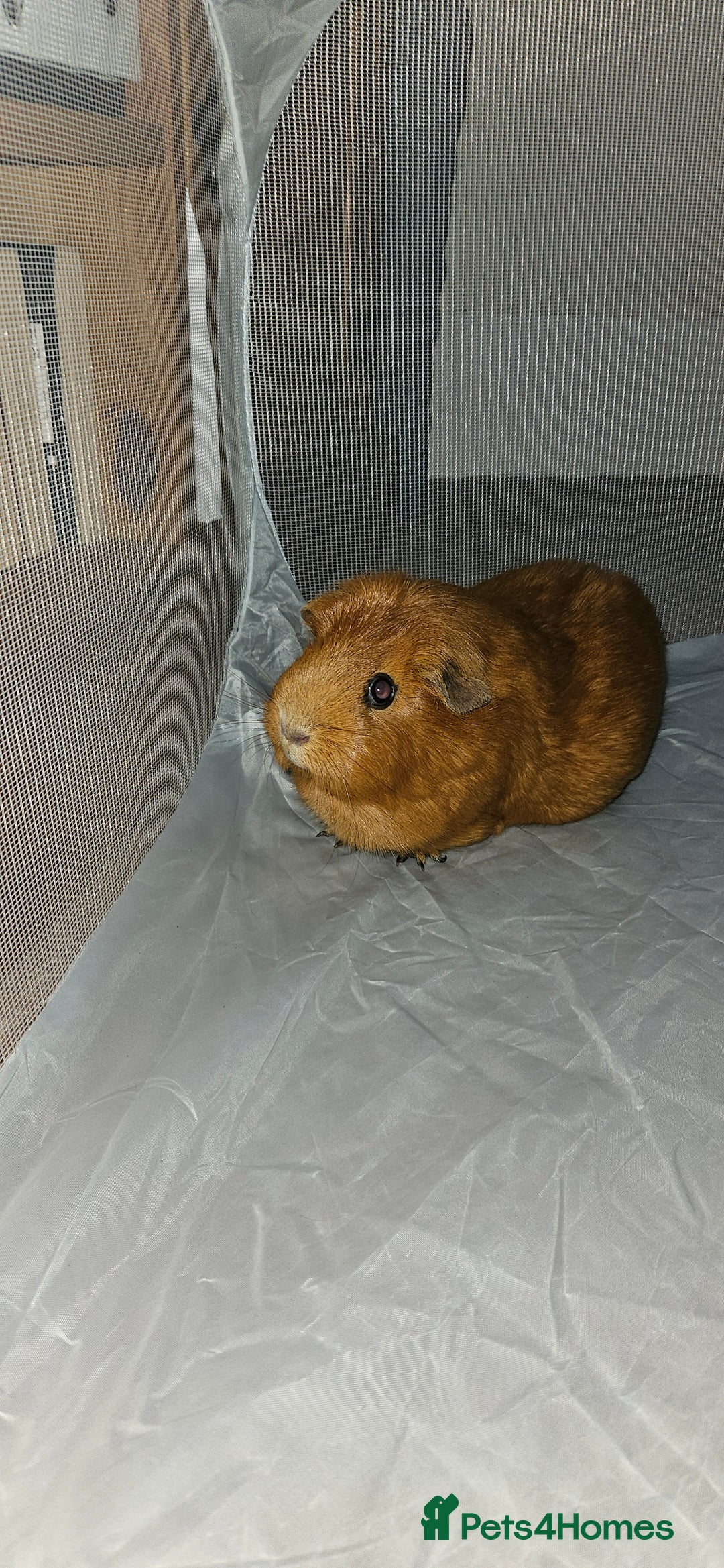 Guinea Pig rodents for sale:  ** . 1 female guinea pig - Advert 3