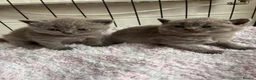 British Shorthair cats for sale: British shorthair kittens blue & lilic - Advert 5