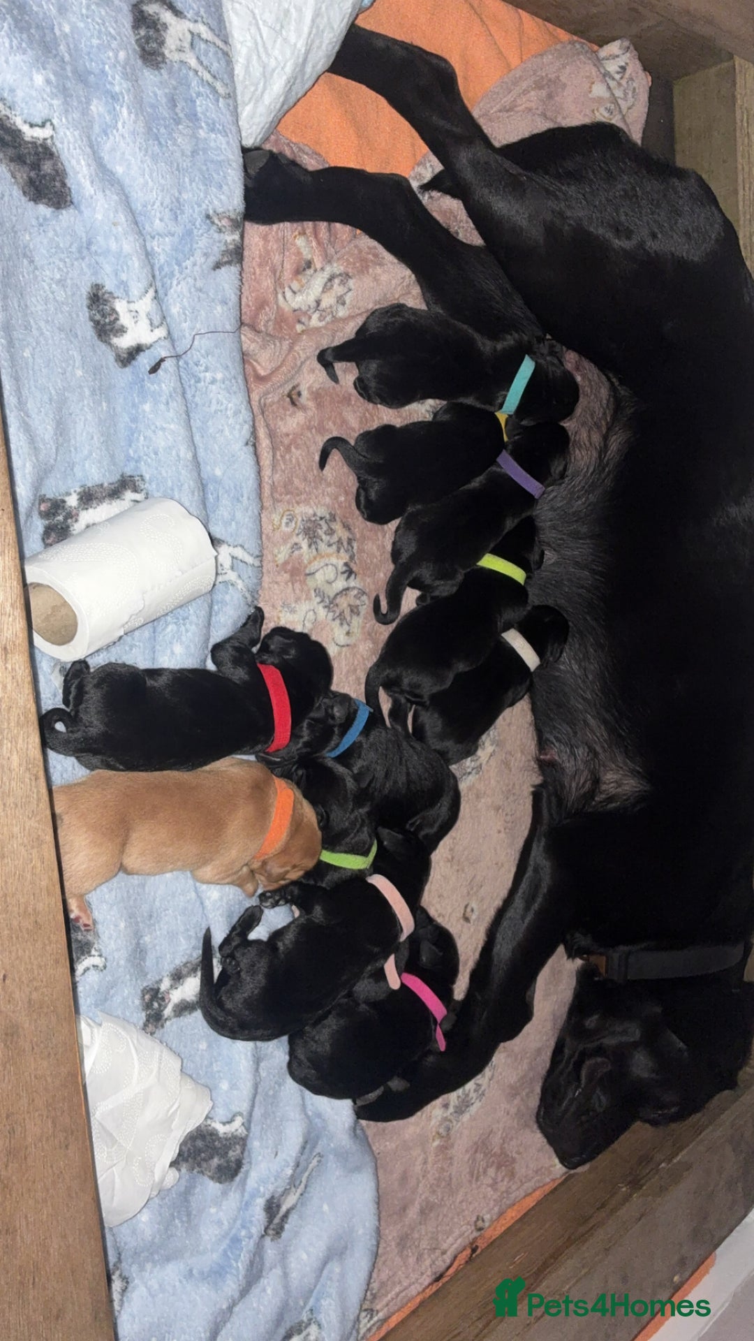 Labrador Retriever dogs for sale: STUNNING KC REGISTERED PEDIGREE LABRADOR PUPPIES - Advert 11