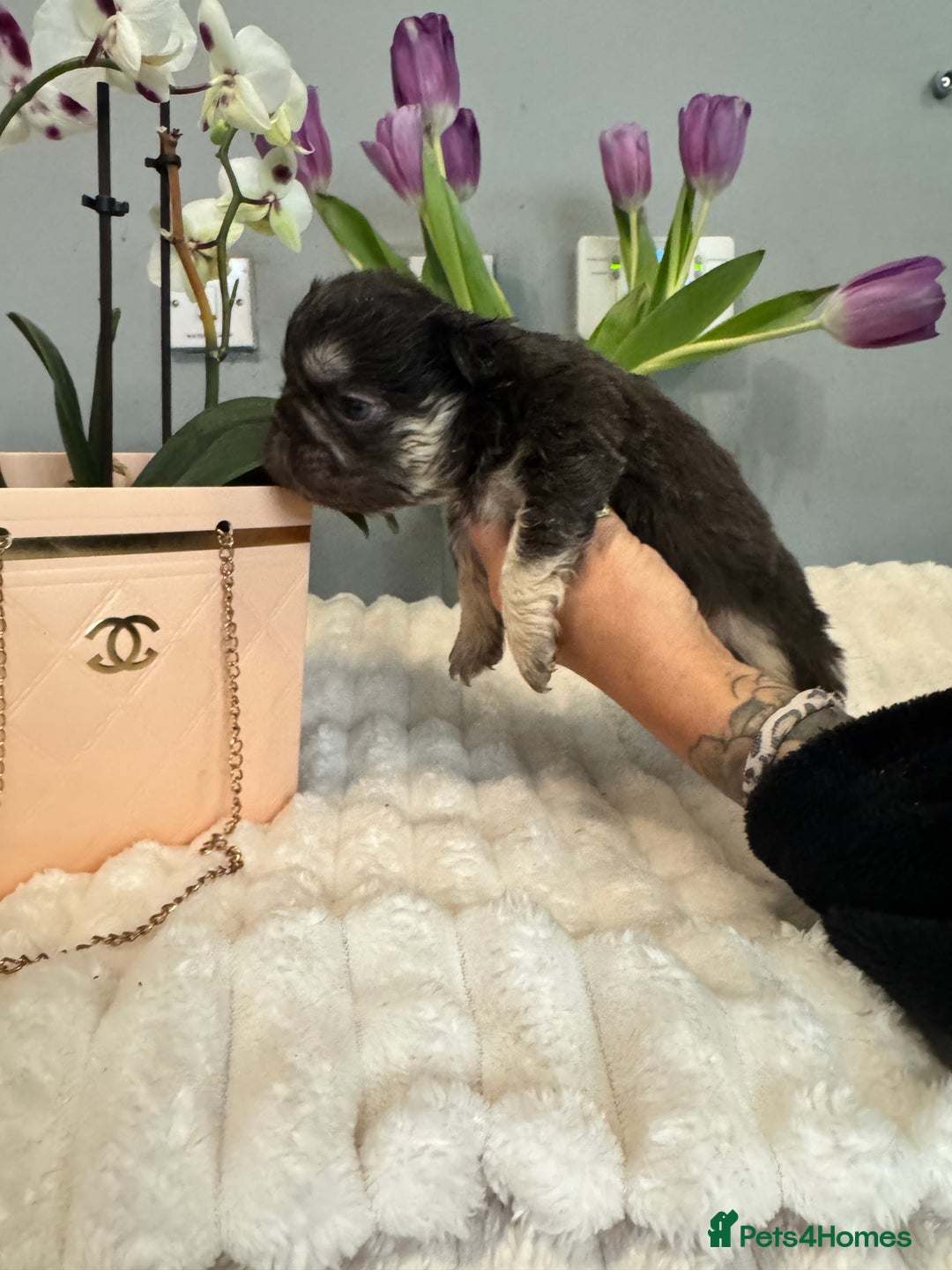 French Bulldog dogs for sale: *Unique fluffy French Bulldogs* - Advert 6