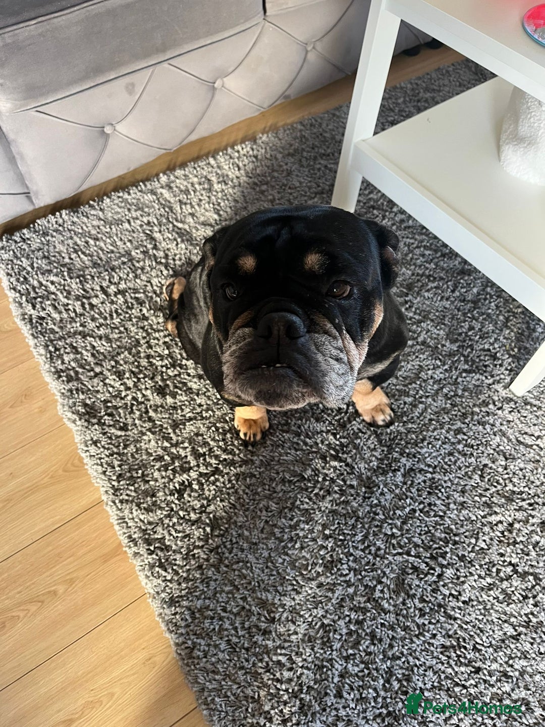 English Bulldog dogs for sale: 3 year old English bulldog.  - Advert 2