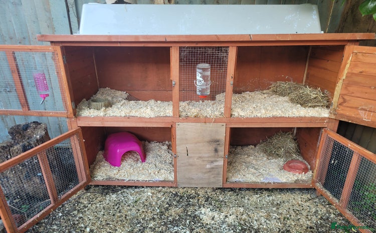 Mini Lop rabbits - Advert 14