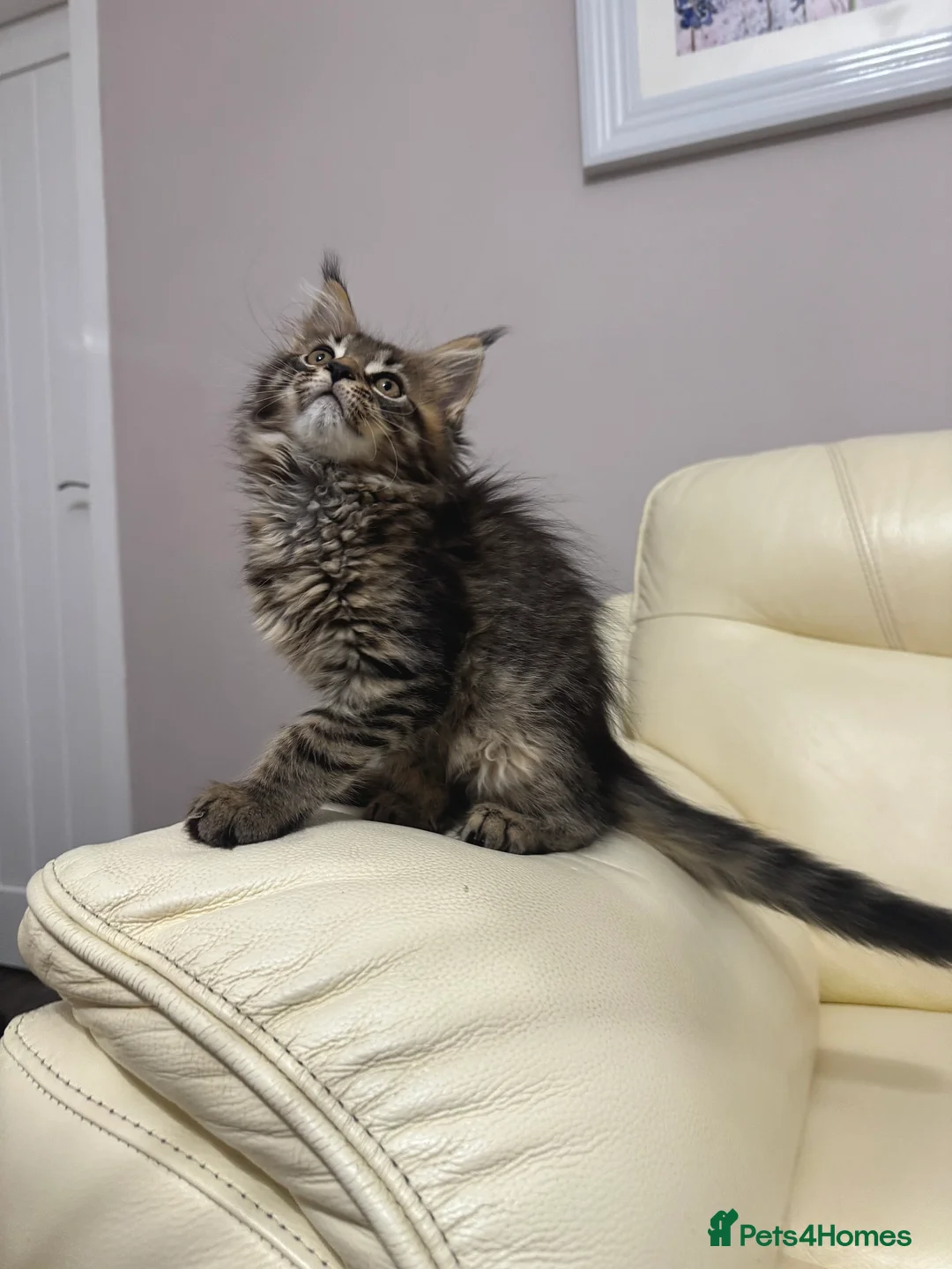 Maine Coon cats for sale: MaineCoonKitten🏆20+gen🧬Outstadning Full Pedigree - Advert 5