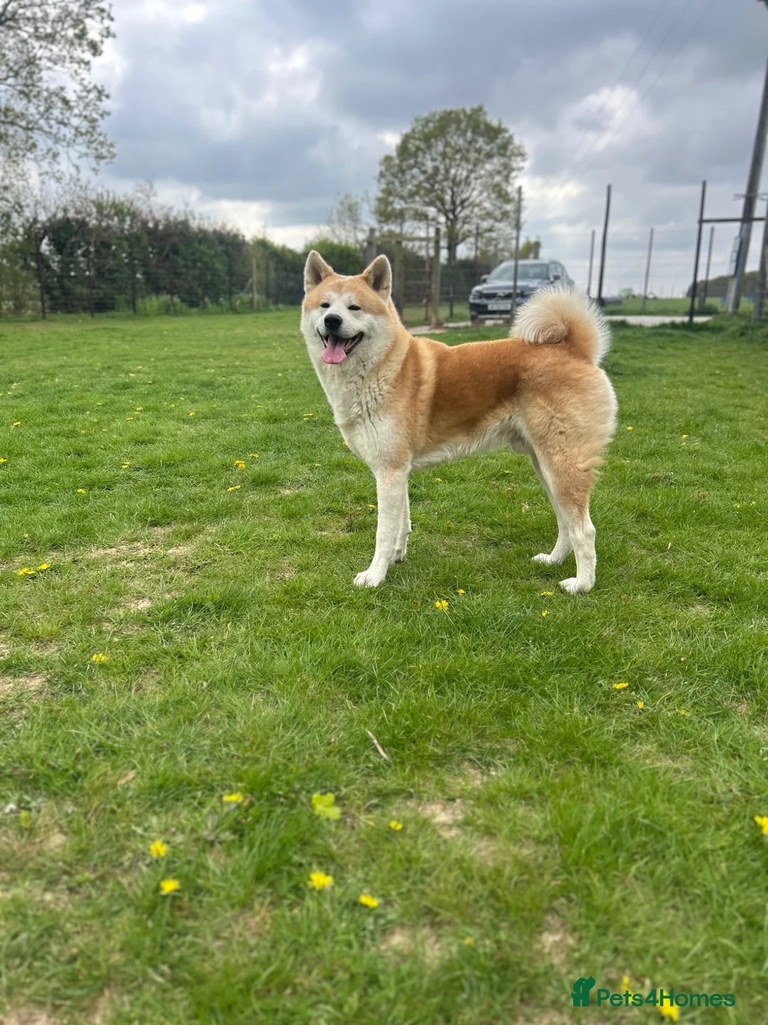 Japanese Akita Inu dogs for stud: KC Registered Proven Red Akita Inu Stud  - Advert 1