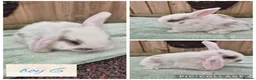 Mini Lop rabbits for sale: Ready to be reserved - Advert 6